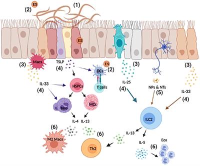 Communication is key: Innate immune cells regulate host protection to helminths